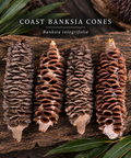 Banksia integrifolia cones- 4 Pack