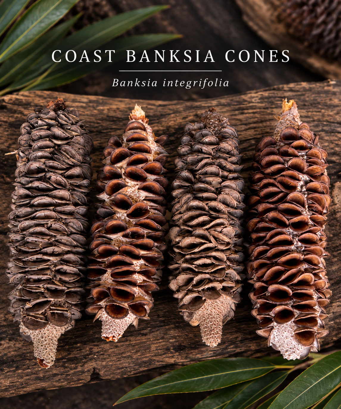 Banksia integrifolia cones- 4 Pack
